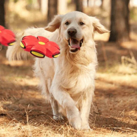 Bolinha Voadora Divertida Para Cães - MaxPet